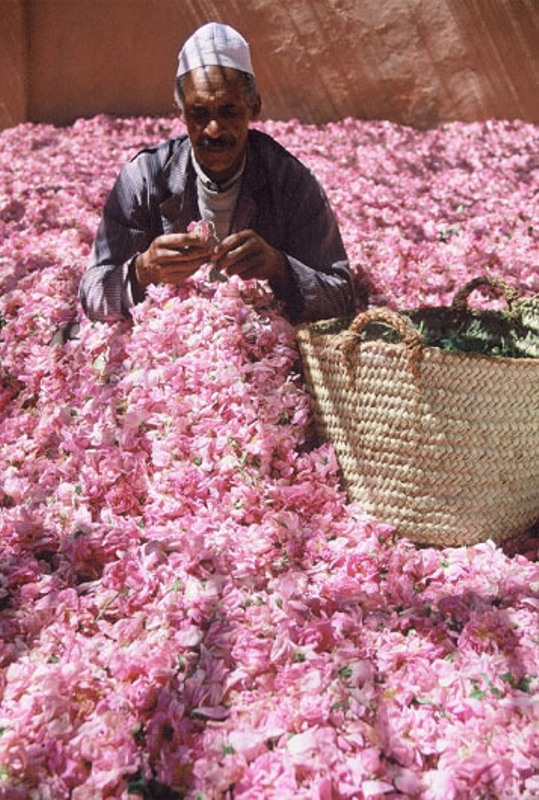 Harvesting rose petals for oil